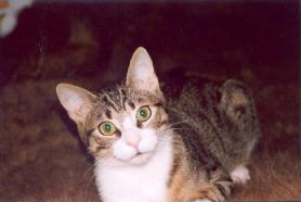 Cekirdek