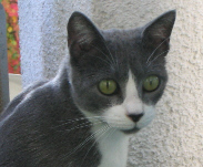 Ceni