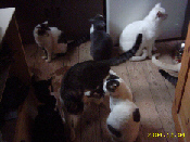 Katzenrudel