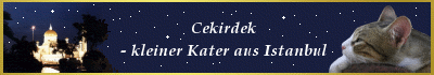 Cekirdek - kleiner Kater aus Istanbul