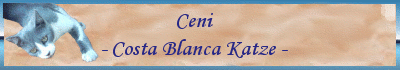Ceni - Katze von der Costa Blanca